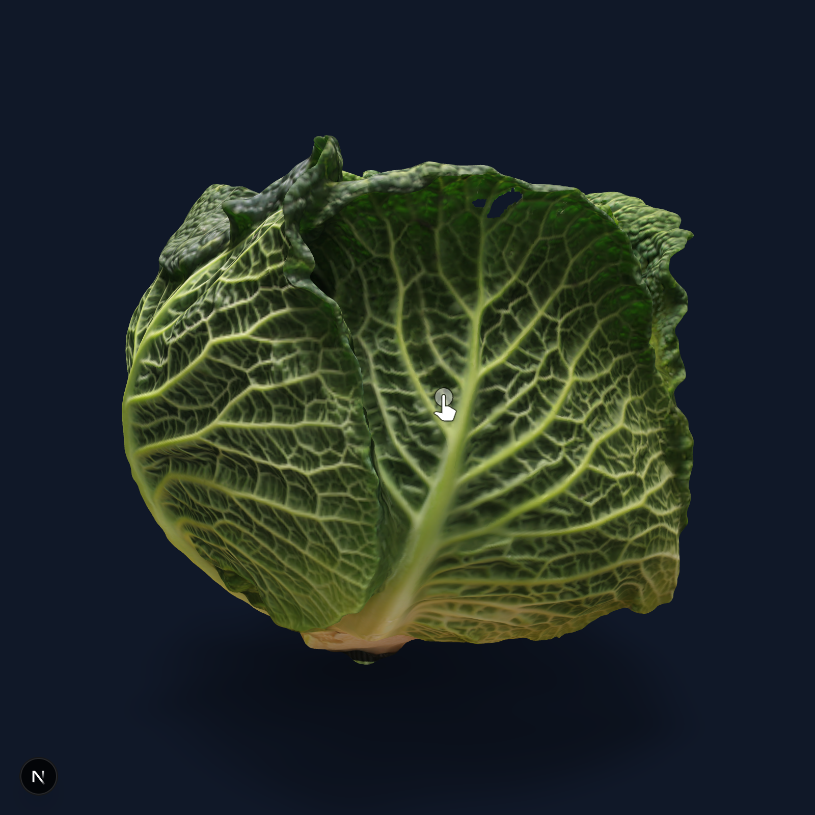 Savoy Cabbage